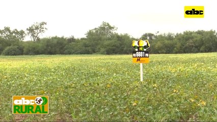 ABC Rural: Syngenta y Nidera mostraron sus variedades de soja en el Chaco