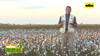 Abc Rural: Soja en campos bajos para control de arroz colorado