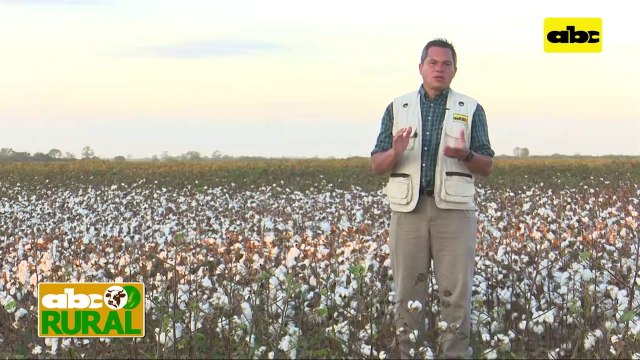 Abc Rural: Soja en campos bajos para control de arroz colorado