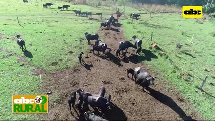 ABC Rural: Alimentación de las búfalas lecheras
