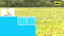 Abc Rural: Semillas Don Mario avanzan en el Chaco Paraguayo