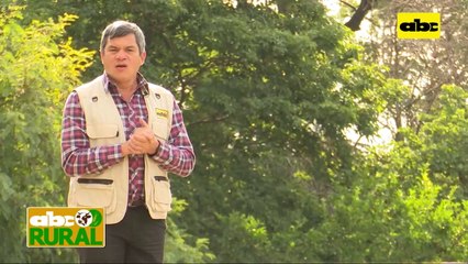 Abc Rural: Acortar fase de recría en vacas para un servicio anticipado