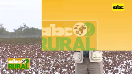 Abc Rural: Pasto Brachiaria Ruziziensis con maíz para mejoramiento de suelo