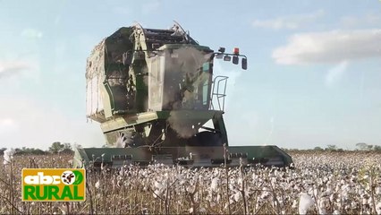 Abc Rural: Oportunidad de crecimiento del algodón en el Chaco