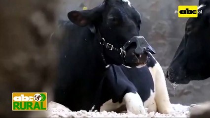 ABC Rural: Tecnología,  bozal para menor producción de CO2