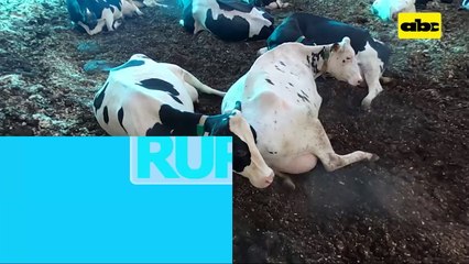 Abc Rural: El tambo más tecnificado del Paraguay I