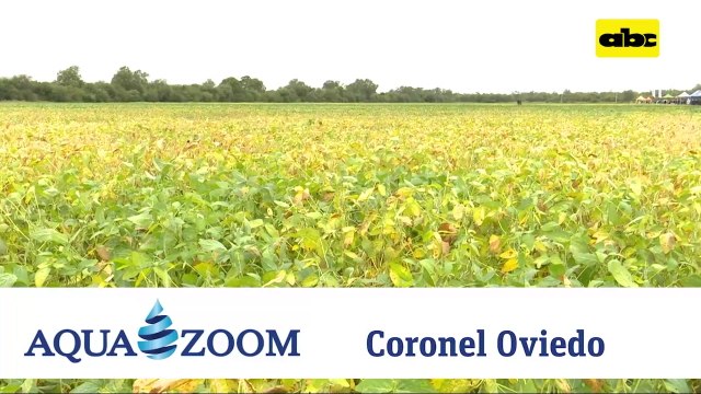 Abc Rural: Glymax en jornada de campo de soja