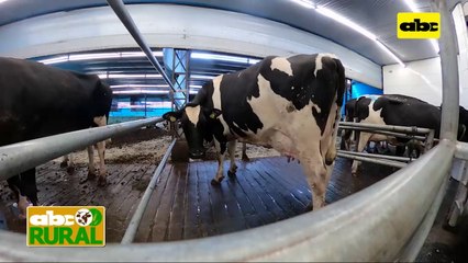 Abc Rural: El tambo más tecnificado del Paraguay II