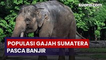 Gajah Sumatra Viral Terseret Banjir, Angka Populasinya Dipertanyakan