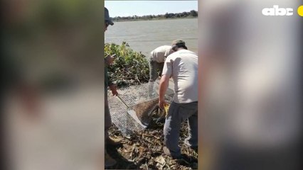 El alegre retorno de una nutria gigante a su hábitat en el Chaco