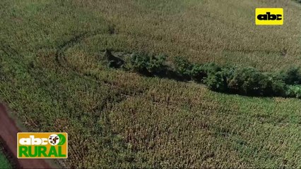 ABC Rural: Productos biológicos y control de plagas en cultivos