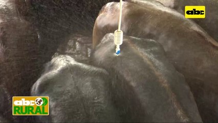 ABC Rural: Ventajas de la microaspersión para Bienestar Animal en Frigo Chorti