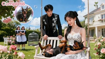 El CEO suelta perros salvajes para asustar a su frágil novia…Ella los domina en 1seg! Amor inicia!