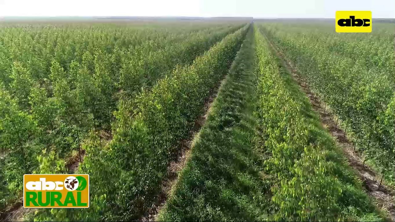 ABC Rural: Reforestación con Eucalipto y en cuanto tiempo se ven resultados económicos