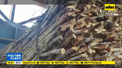 Producción de caña dulce en Mauricio José Troche