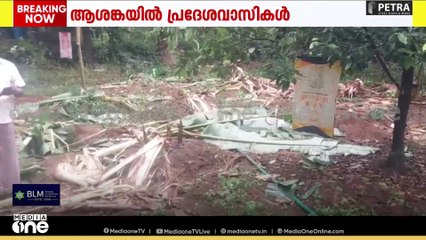 തൃശൂർ അതിരപ്പിള്ളിയിലെ ജനവാസ മേഖലയിൽ കാട്ടാനക്കൂട്ടം...