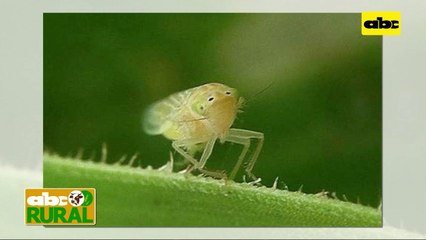 ABC Rural: Internacionales - bioplaguicida contra cigarrita
