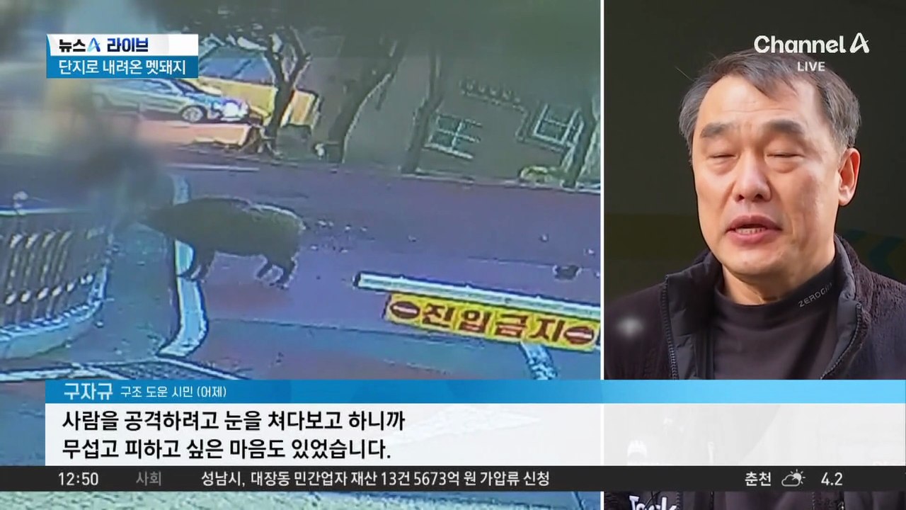아파트 단지로 내려온 멧돼지에 80대 여성 중상