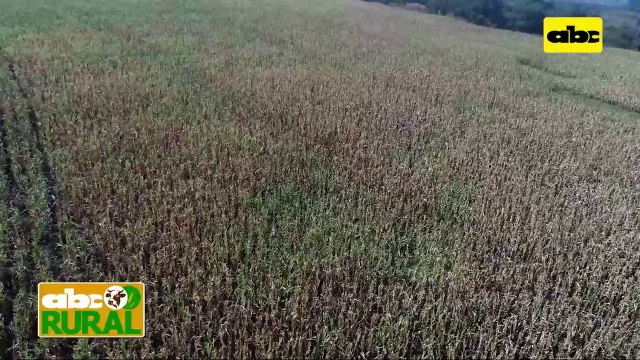 ABC Rural: Control de cigarrita con productos biológicos en maíz