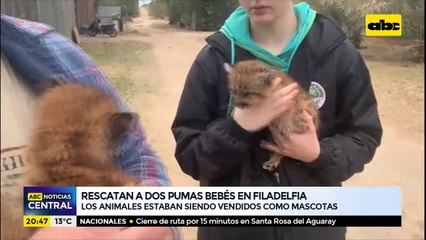 Rescatan a dos pumas en bebés en Filadelfia