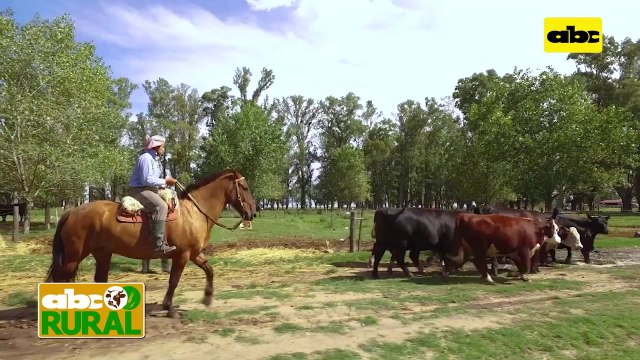 ABC Rural: Internacionales - Uruguay seguirá sin usar estradiol