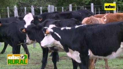 Rurales Internacionales Uruguay Busca Enviar Animales En Pie A Brasil