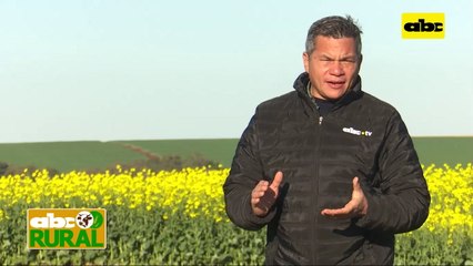 ABC Rural: Corrección de suelo y aumento de producción con agricultura de precisión