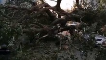 Un árbol cayó sobre varios vehículos estacionados frente al colegio Salesianito