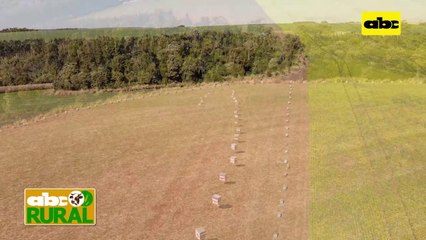 ABC Rural: Apicultura y agricultura, que falta para mejorar la unión