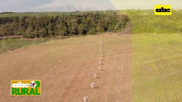 ABC Rural: Apicultura y agricultura, que falta para mejorar la unión