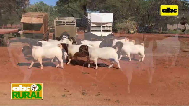 Rurales internacionales: Brasil y la exportación ovina y caprina