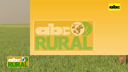 ABC Rural: Cosecha de maíz y uso de tecnología de precisión