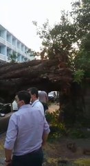 Añoso árbol cae sobre varios vehículos