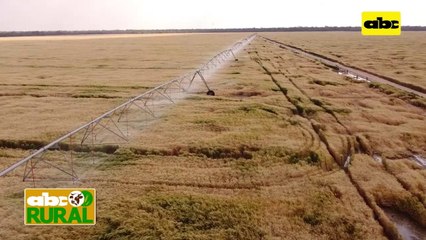 ABC Rural: Trigo en el Chaco, riego, suelo y lluvias