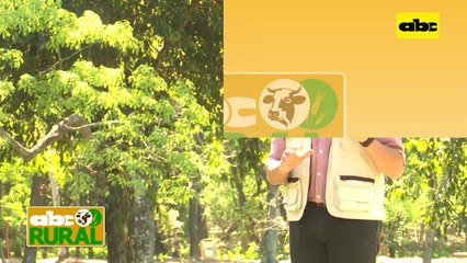 ABC Rural: Jornada de campo de Trigo de SemAgro en J.E. Estigarribia