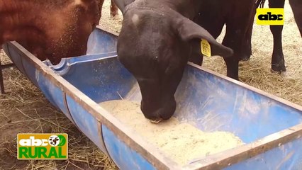 ABC Rural: Sal mineral para ganado de cabaña