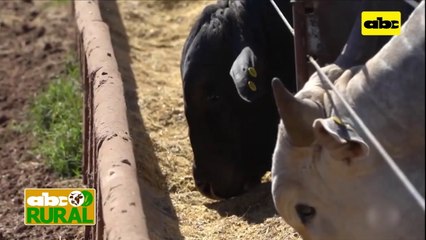 ABC Rural:  Brasil llega a 218 millones de cabezas de ganado