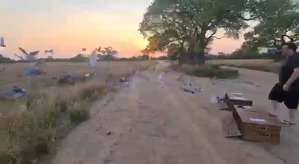 Las palomas irán de Filadelfia a Mariano Roque Alonso.