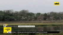 Hermosas aves migratorias se dejan ver en la 