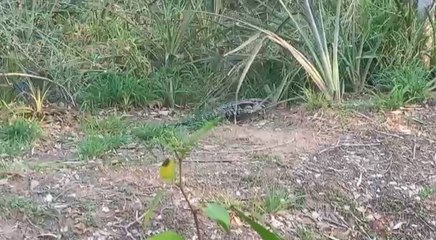 Observan un teju guasu en el Parque Ñu Guasu