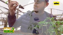 ABC Rural: Horticultores trabajan con Nutrivet que cumple 20 años
