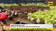 Hidroponía en casa, perfecta opción para la producción hortícola