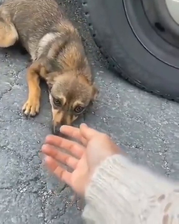 El proceso de adoptar un perro