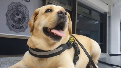 Detienen a un hombre en el aeropuerto por hallarse cocaína en su maleta