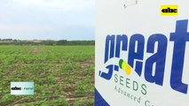 Buen desarrollo de soja tempranera Great Seeds