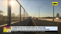 Corredor vial Botánico es trampa mortal para aves