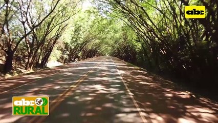 Siembra nocturna de soja para cumplir con época ideal