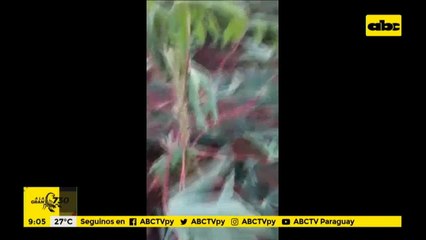 Cultivos y techos dañados tras caída de granizos en Vaquería