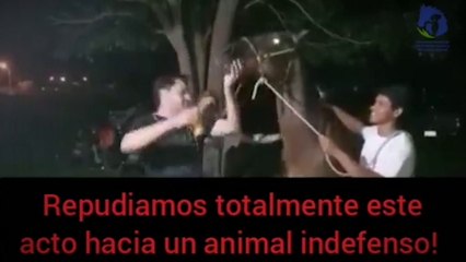Denuncian A Policía Que Dio De Tomar Cerveza A Un Caballo