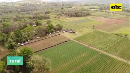 Visión Sobre Producción De Cebolla Y Puntos A Mejorar